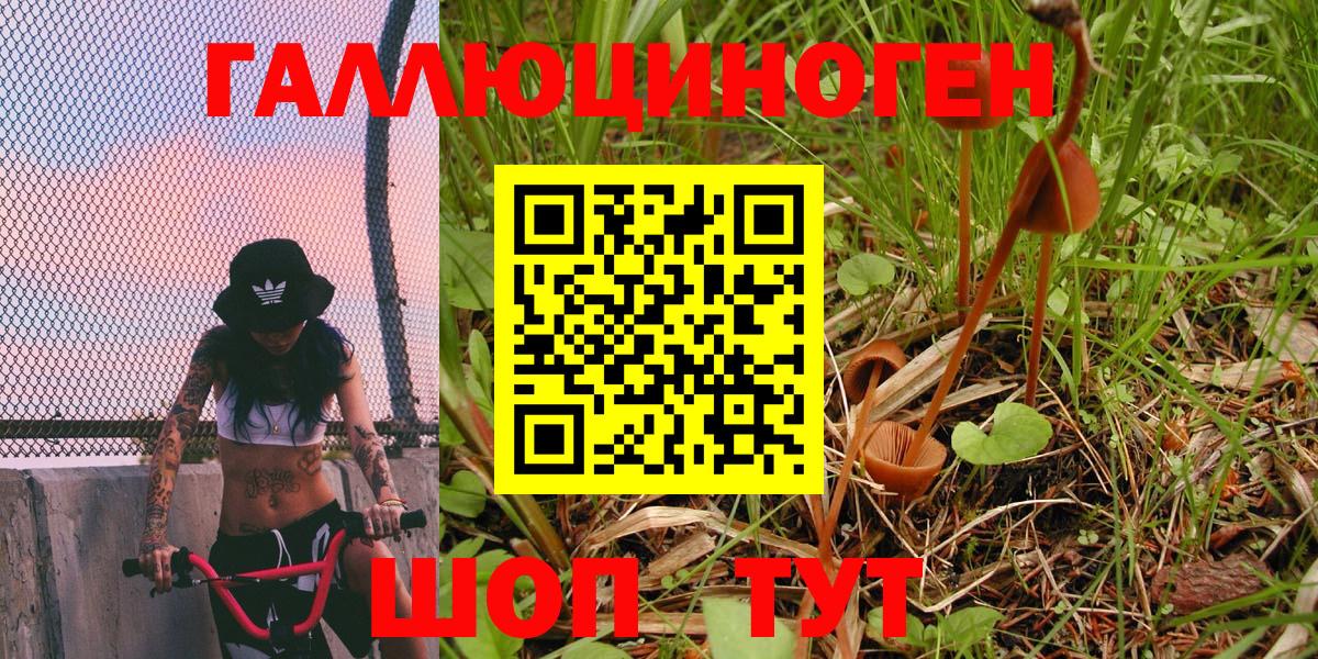 Галлюциногенные грибы мицелий  Шатура  Псилоцибиновые грибы GOLDEN TEACHER 